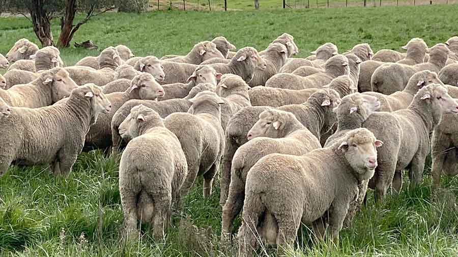 Kerin Agriculture - Sheep - SML - 900x506