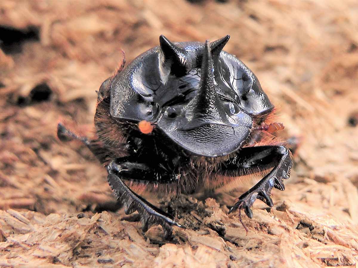 Onthophagus mniszechi male (native species) Russ Barrow-Resized-MED-1200x900.jpg