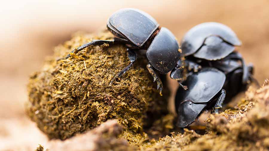 Improving Soil And Livestock Health With Dung Beetles Growing Country